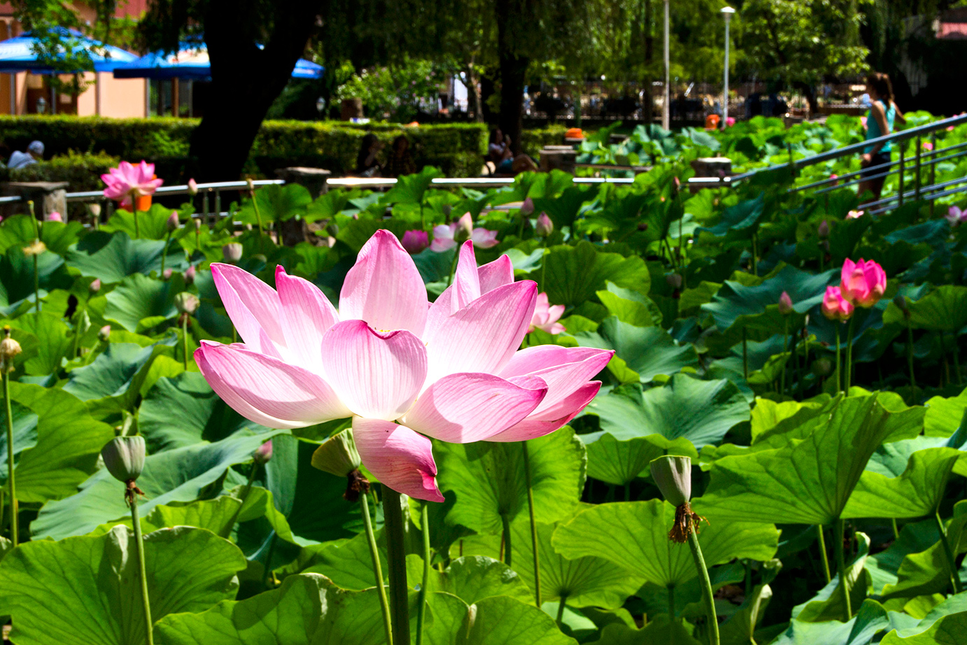 Hotel Aventus - The lake with water lilies